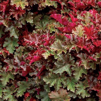 Heuchera 'Chocolate Ruffles'