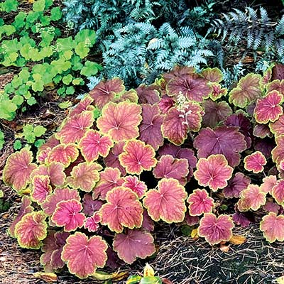 Heuchera 'Delta Dawn'