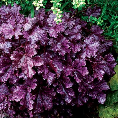 Heuchera FOREVER® 'Purple'