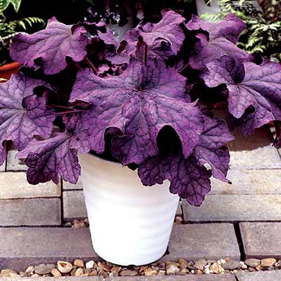 Heuchera GRANDE™ 'Amethyst'