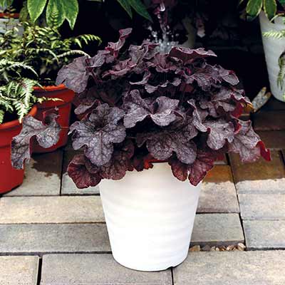 Heuchera GRANDE™ 'Black'