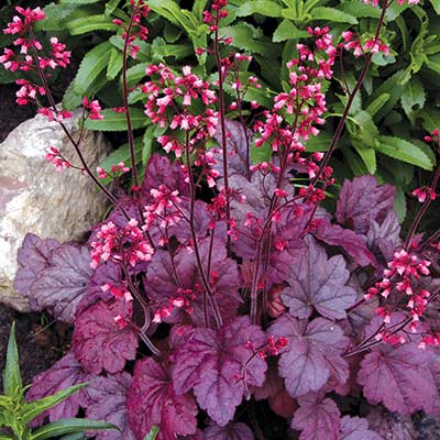 Heuchera 'Grape Soda'