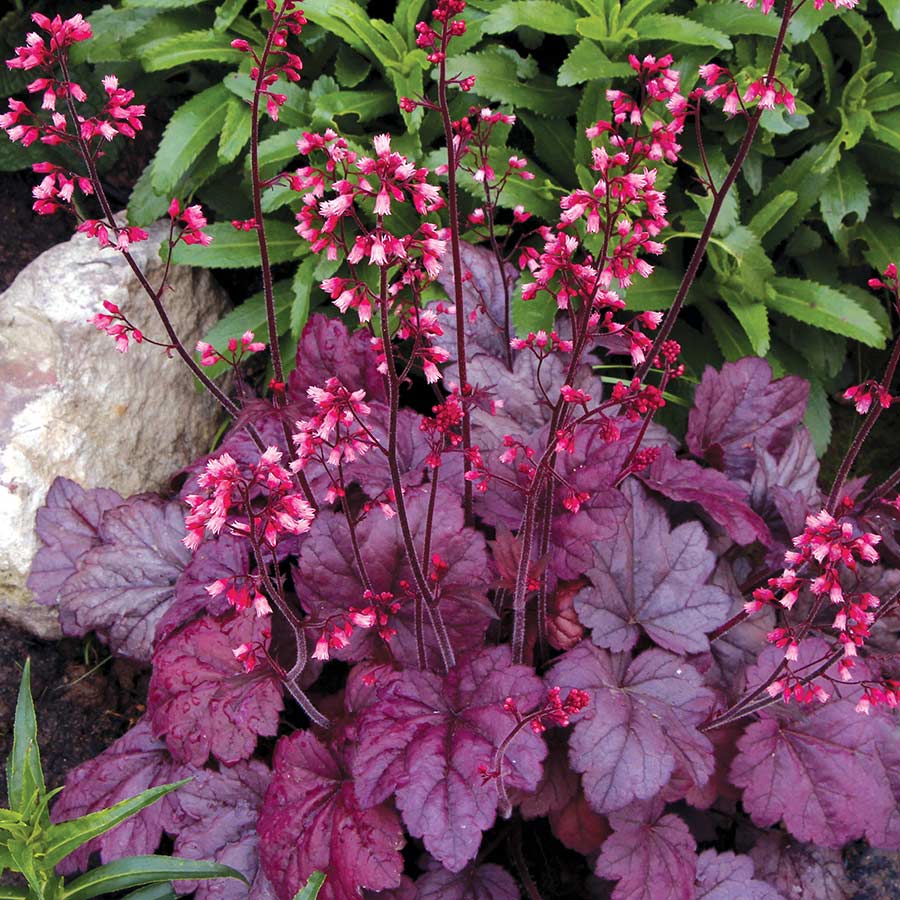 Heuchera ‘Grape Soda’ | TERRA NOVA® Nurseries, Inc.