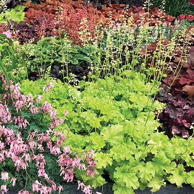 Heuchera 'Lime Rickey'