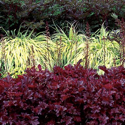 Heuchera 'Midnight Ruffles'