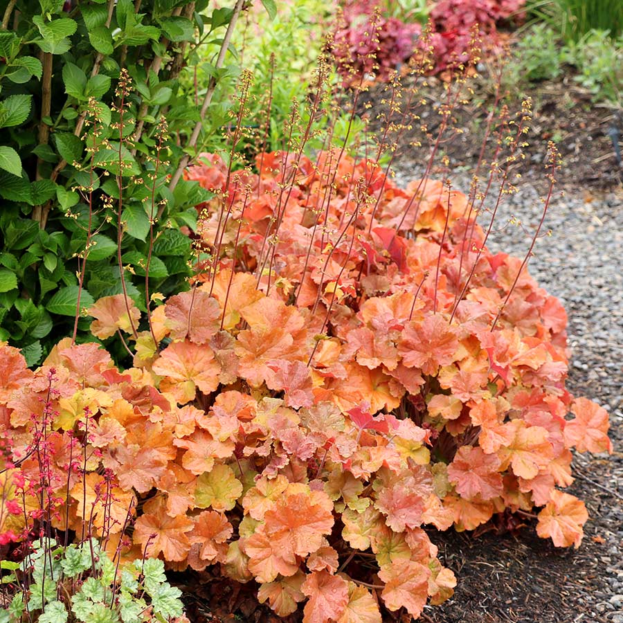 Heuchera NORTHERN EXPOSURE™ 'Amber'