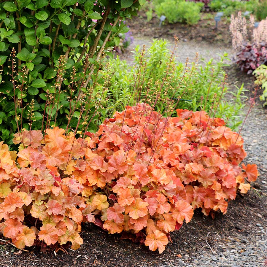 Heuchera NORTHERN EXPOSURE™ 'Amber'