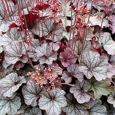 Heuchera NORTHERN EXPOSURE™ 'Silver'