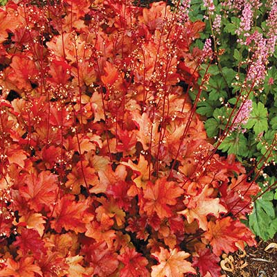 Heuchera 'Peach Flambe'