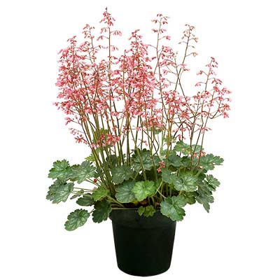 Heuchera LITTLE CUTIES™ 'Peppermint'