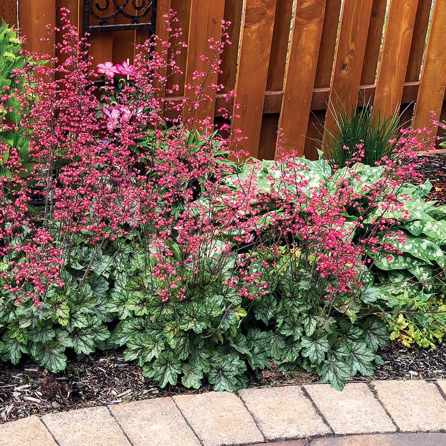 Heuchera 'Peppermint Spice'