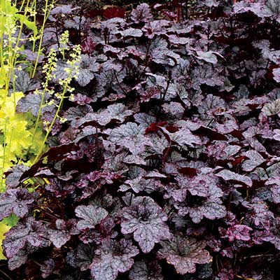 Heuchera 'Plum Pudding'