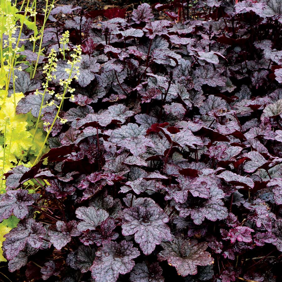 Heuchera 'Plum Pudding'