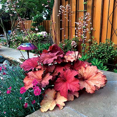 Heuchera 'Rio'