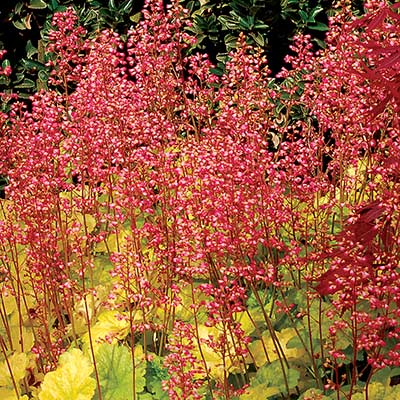 Heuchera LITTLE CUTIES™ 'Sweet Tart'