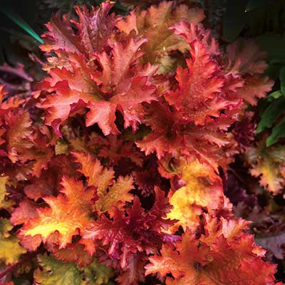 Heuchera 'Zipper'