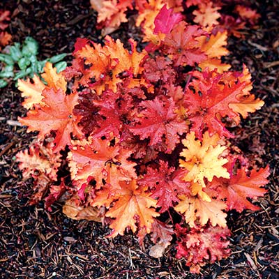 Heuchera 'Zipper'