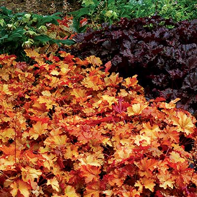 Heuchera 'Zipper'