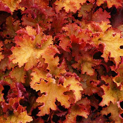 Heuchera 'Zipper'