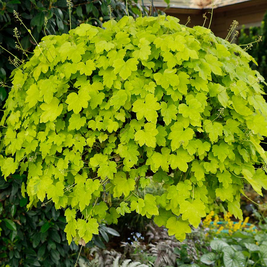 Heucherella HAPPY HOUR™ ‘Lime’