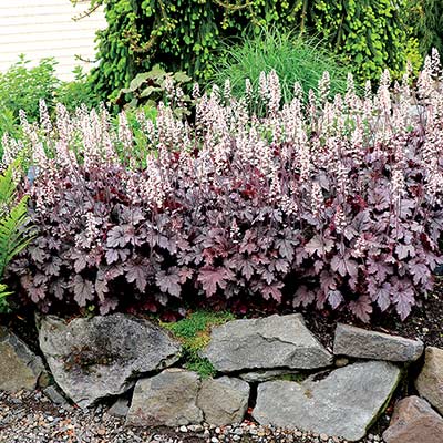 Heucherella 'Plum Cascade'