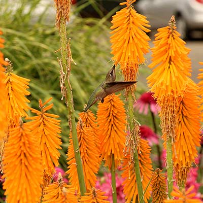 Kniphofia 'Mango Popsicle'