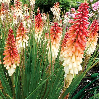 Kniphofia 'Orange Vanilla Popsicle'