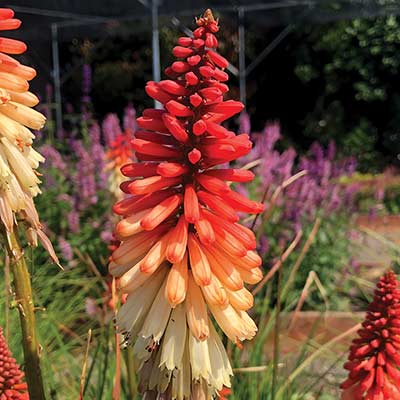 Kniphofia 'Orange Vanilla Popsicle'