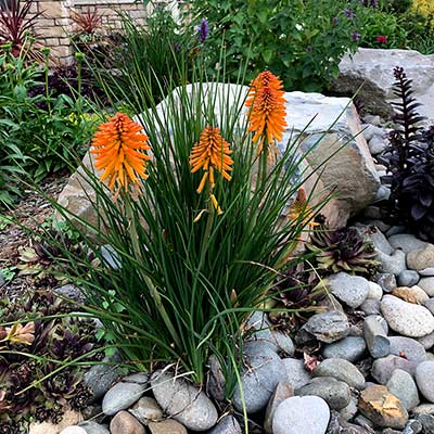 Kniphofia POCO™ 'Orange'