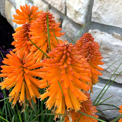 Kniphofia POCO™ 'Orange'