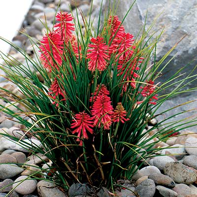 Kniphofia POCO™ 'Red'