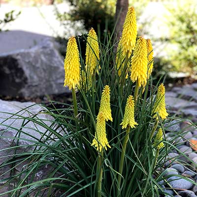 Kniphofia POCO™ 'Yellow'