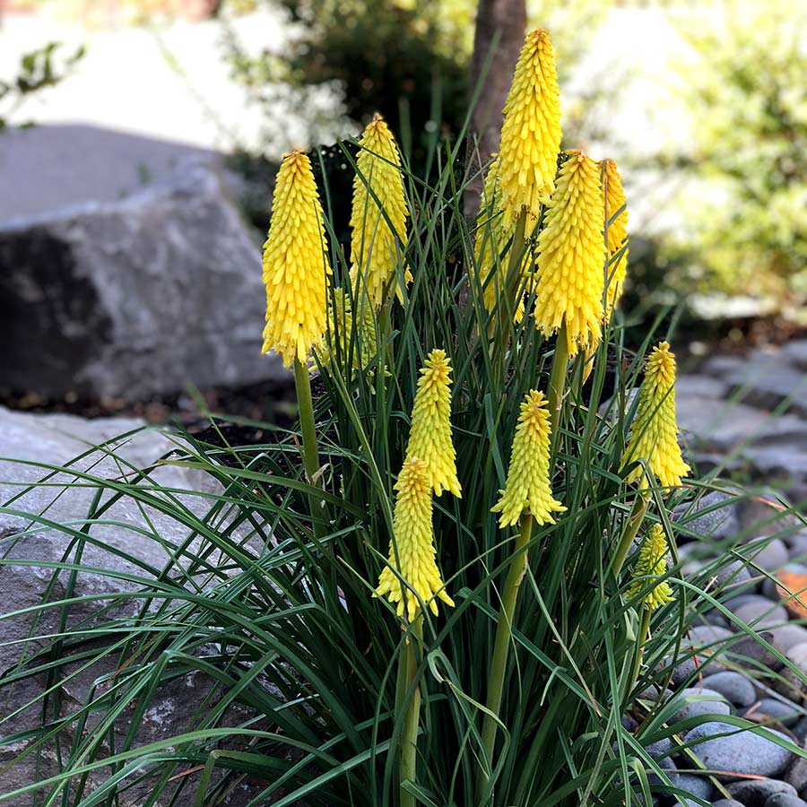 Download Kniphofia 'Poco Yellow' | TERRA NOVA® Nurseries, Inc.