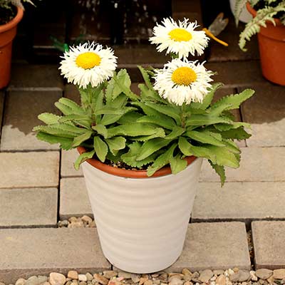 Leucanthemum 'Adorable'