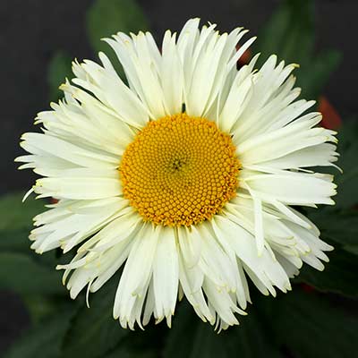 Leucanthemum 'Adorable'