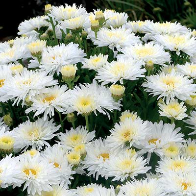 Leucanthemum 'Belgian Lace'