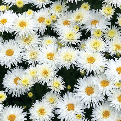 Leucanthemum 'Belgian Lace'