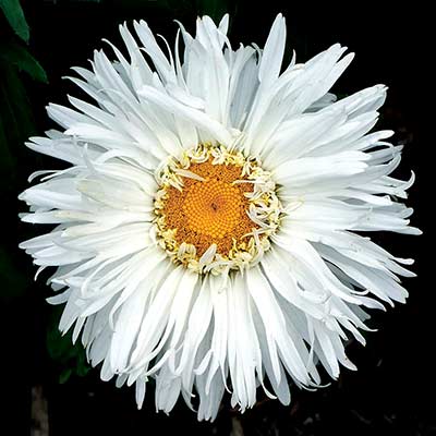 Leucanthemum 'Belgian Lace'