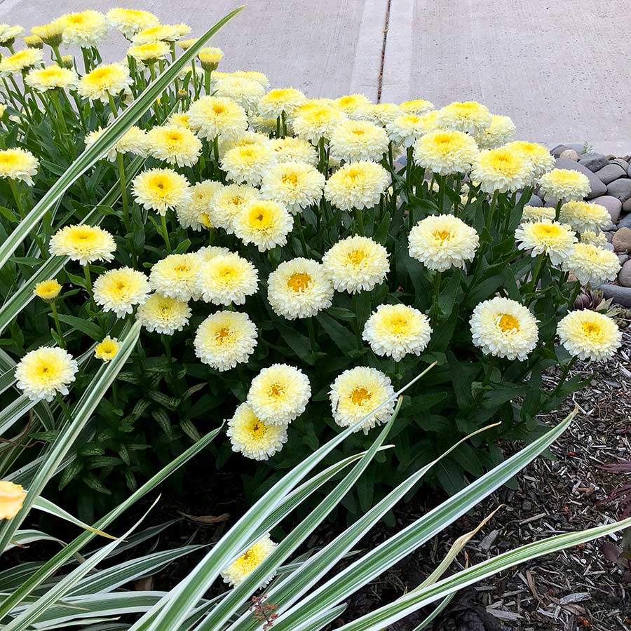 Leucanthemum 'Luna'