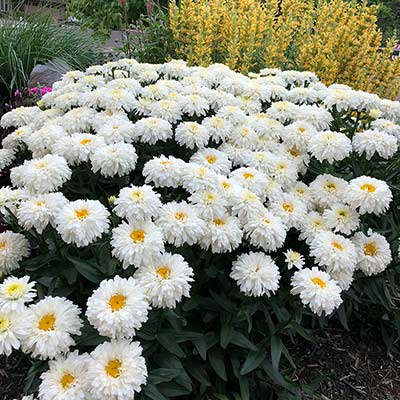 Leucanthemum 'Macaroon'