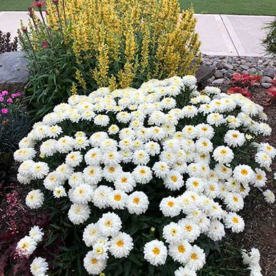 Leucanthemum 'Macaroon'