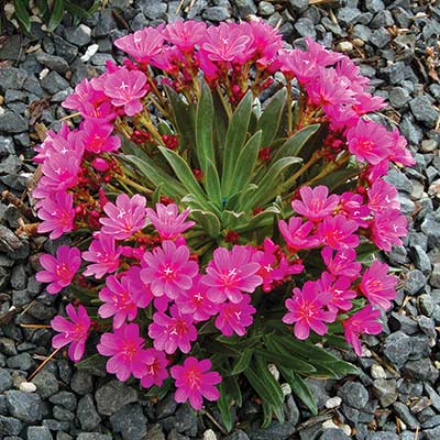 Lewisia 'Constant Comment'