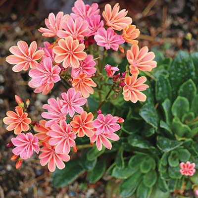 Lewisia CONSTANT™ ‘Coral’ | TERRA NOVA® Nurseries, Inc.