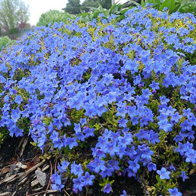 Lithodora ‘Gold ‘n Sapphires’ | TERRA NOVA® Nurseries, Inc.