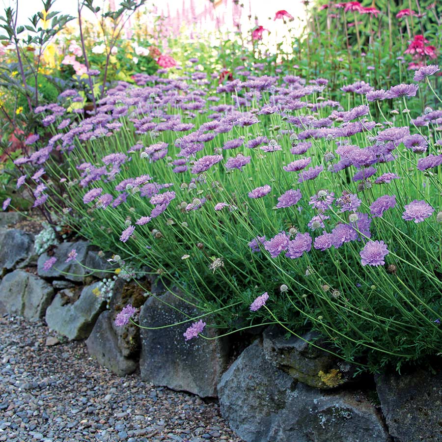 Scabiosa 'Vivid Violet'