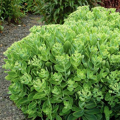 Sedum 'Crystal Pink'