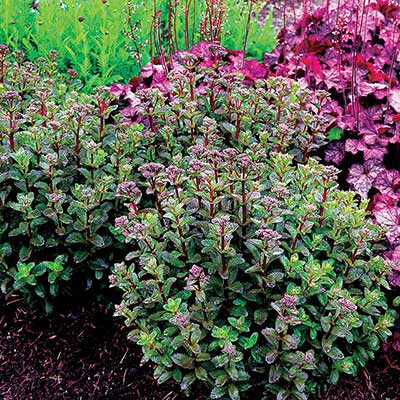 Sedum 'Double Martini'