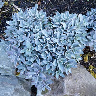 Sedum 'Marina'