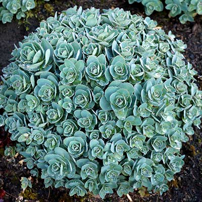 Sedum 'Rosetta'