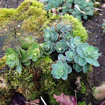 Sedum 'Rosetta'